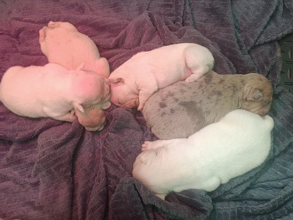 Franse bulldog pups, Maladie de Carré (chiens), 8 à 15 semaines, Bouledogue, Plusieurs
