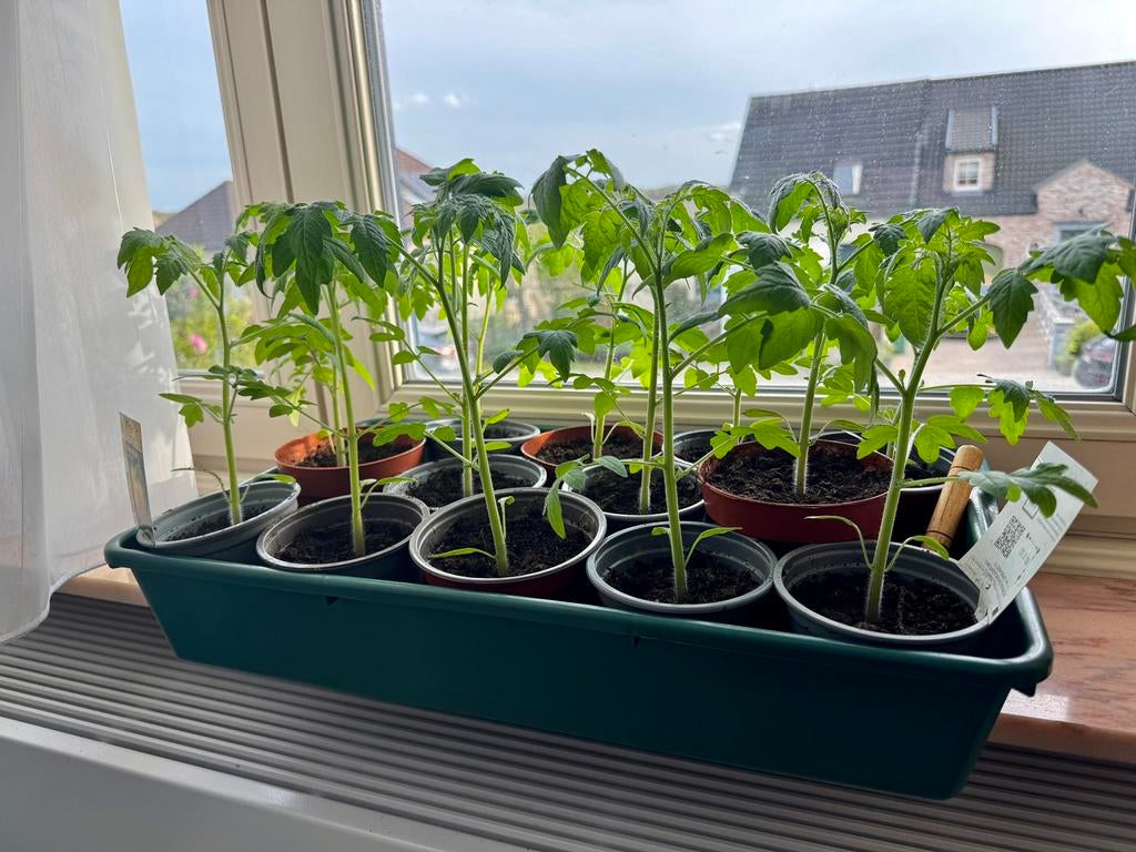 tomaten moneymaker, kerstomaten sweetbaby, paprikaplanten, Ophalen