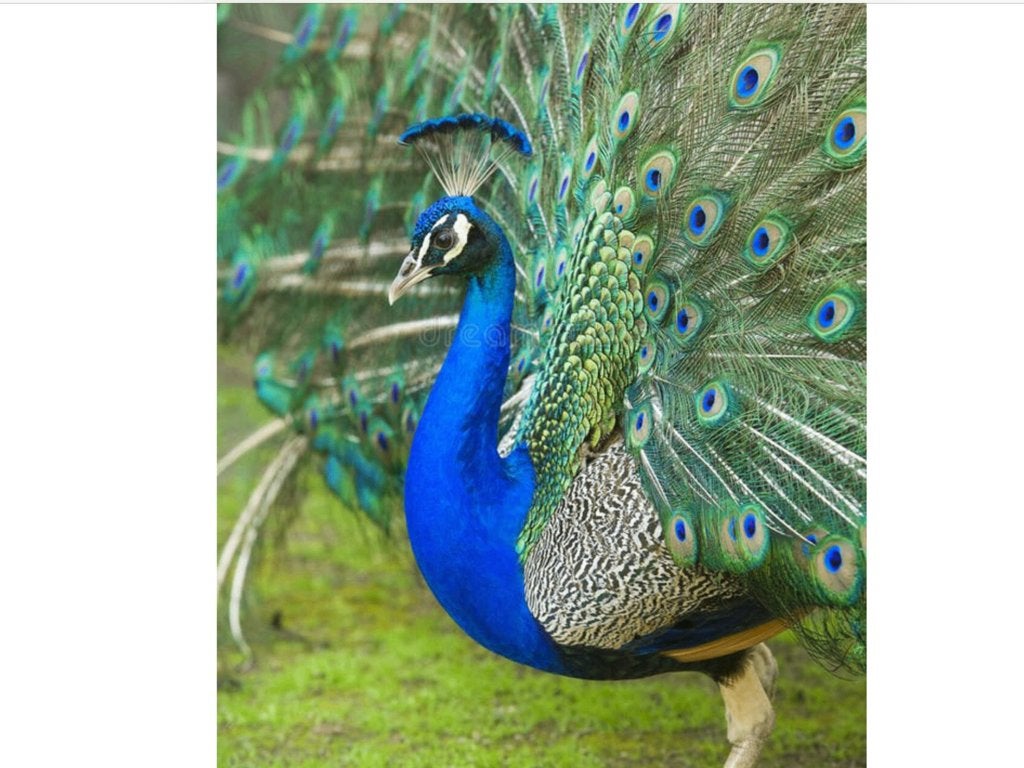 Pauwen te koop blauwe en bonte mannen en vrouwen, Animaux & Accessoires, Volatiles, Plusieurs animaux, Autres espèces