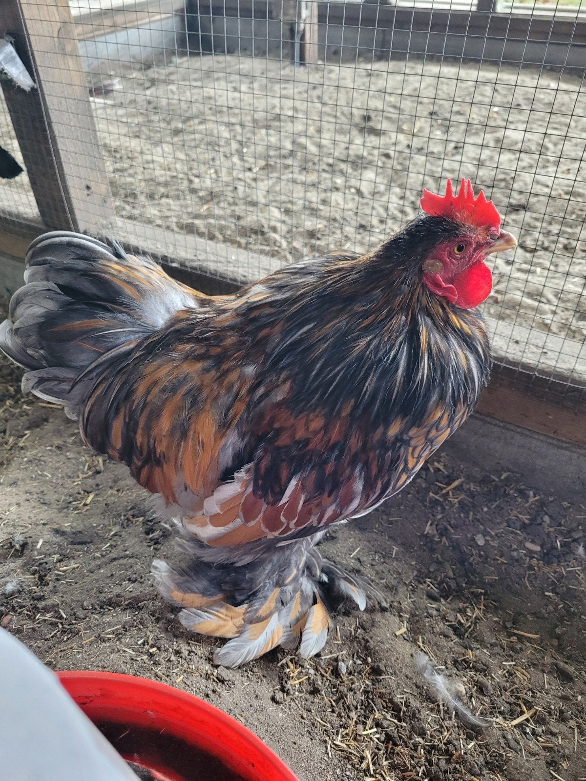 cochin kriel haan, Dieren en Toebehoren, Mannelijk