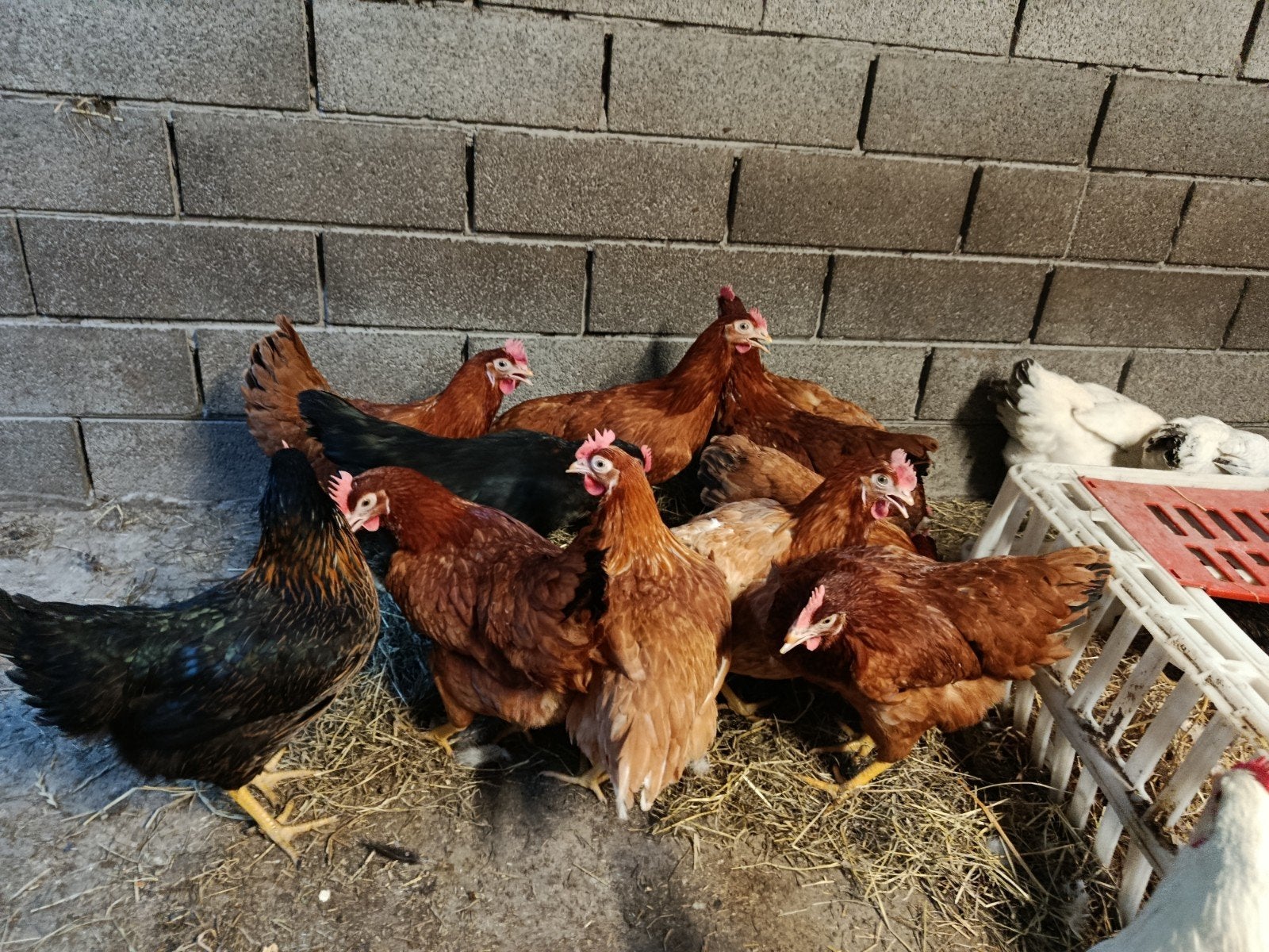 isa brown toplegkippen, Animaux & Accessoires, Volatiles, Poule ou poulet