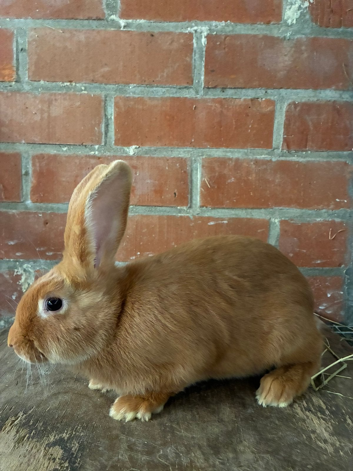 Vaal van bourgondië konijnen voedsters, Dieren en Toebehoren, Konijnen