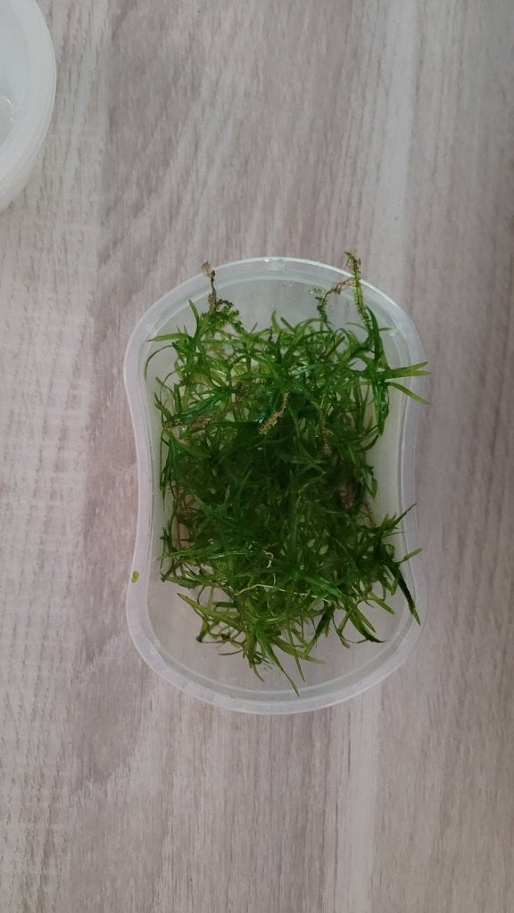 guppy gras /najaguadelupnsis, Ophalen, Nieuw