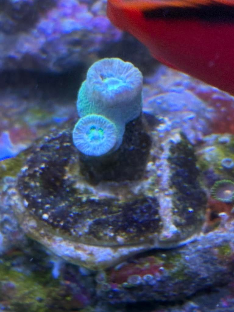 Duncan, Animaux & Accessoires, Poissons | Poissons d'aquarium, Autres types, Poisson de mer