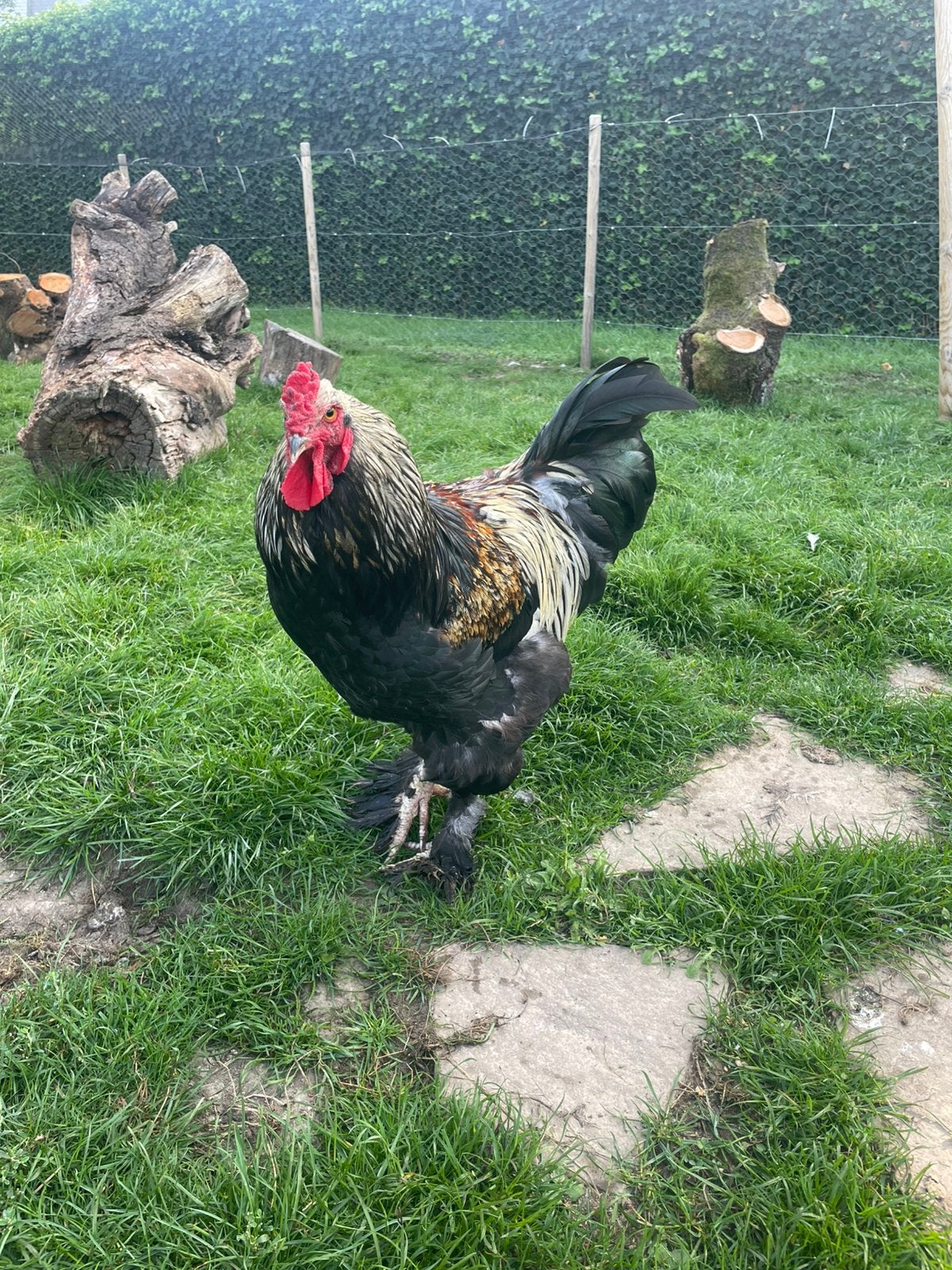 Haan Brahma Marans, Dieren en Toebehoren, Mannelijk, Kip