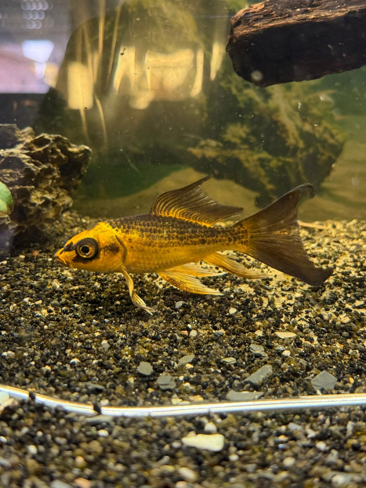 Mayan butterfly koi, Dieren en Toebehoren