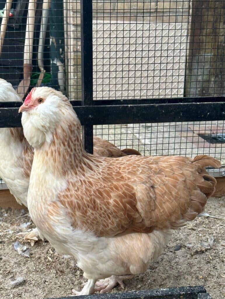 faverolles krielen - hennen, Dieren en Toebehoren, Pluimvee, Vrouwelijk, Kip