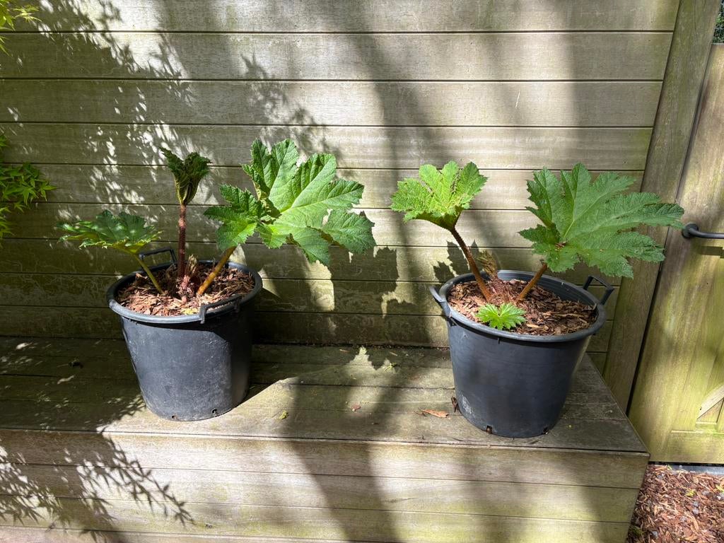 Gunnera manicata, Enlèvement, Plante fixe