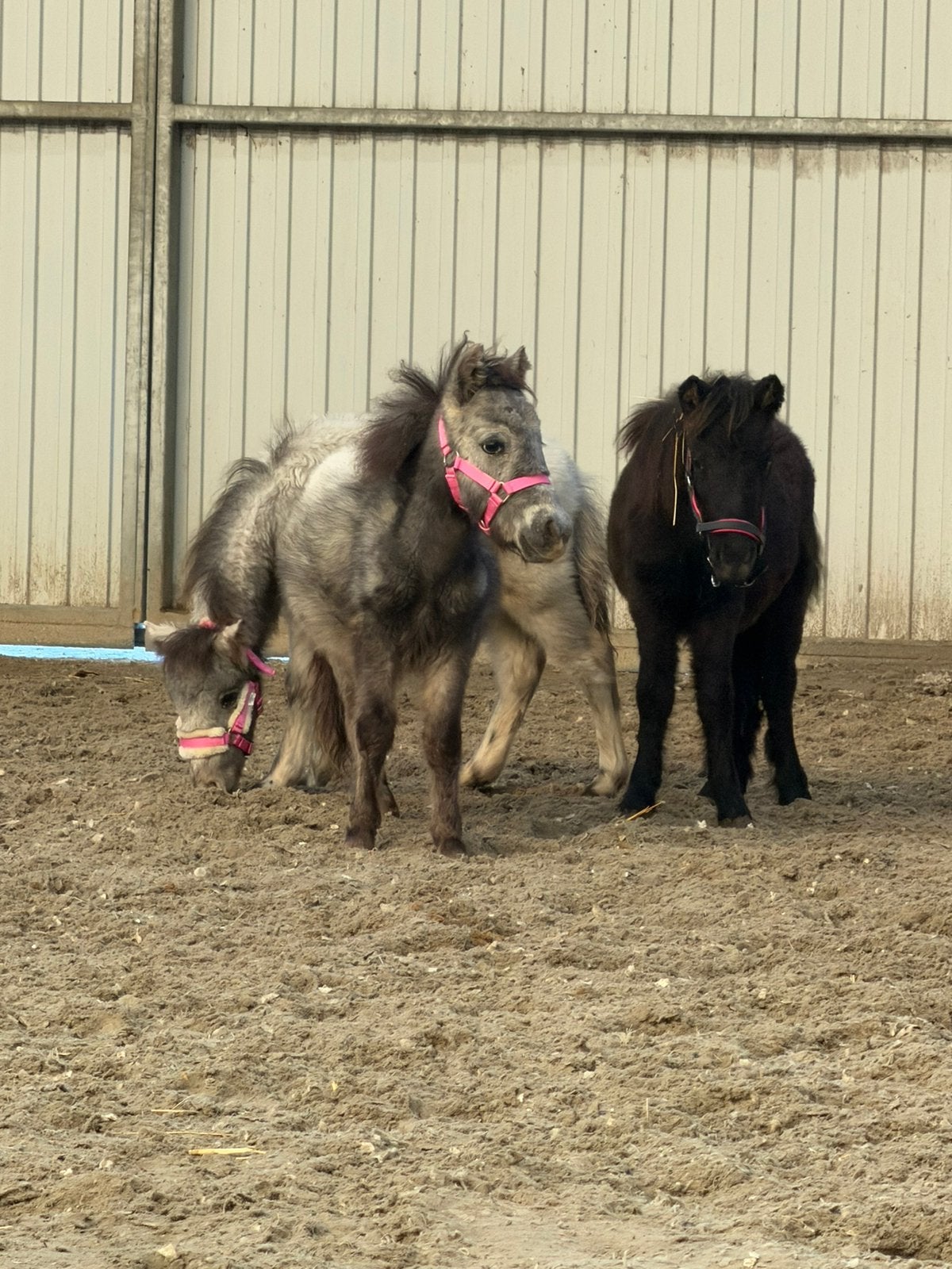 3 knappe veulens, Dieren en Toebehoren, Merrie