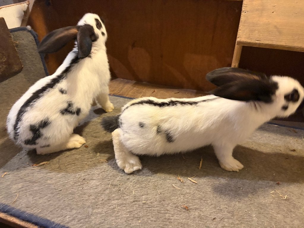 reuzevlinder/Lotharinger, Plusieurs animaux, Grand, 0 à 2 ans