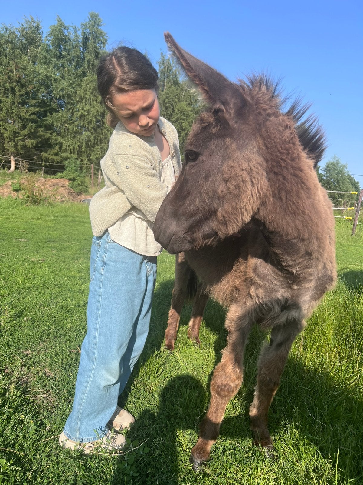 de allerliefste ezel merrie, Animaux & Accessoires, Poneys, Jument, Non dressé, Poney A (jusqu'à 1.17 m), Poney de récréation