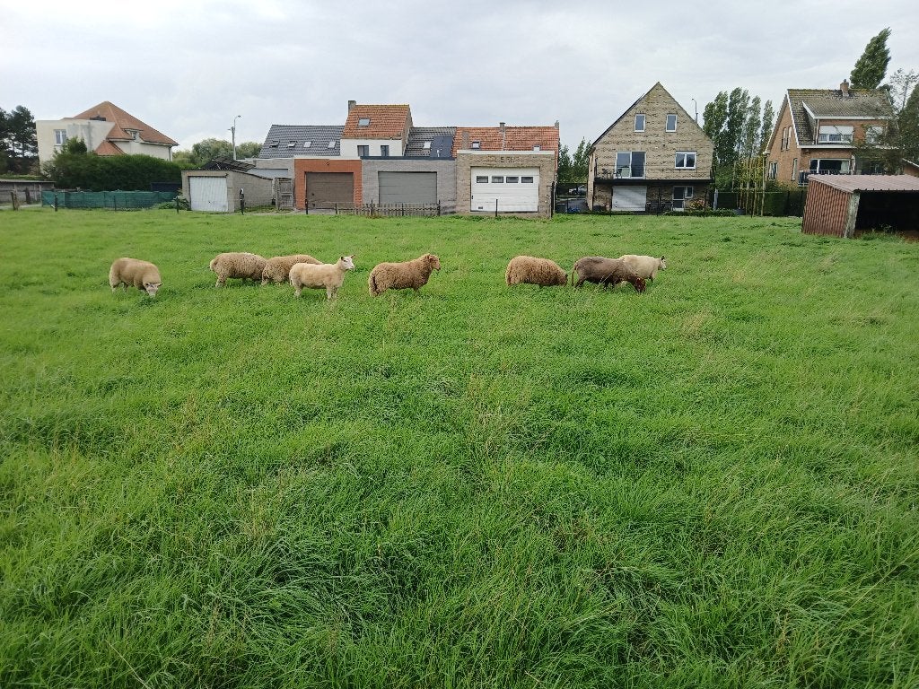 Schapen, Dieren en Toebehoren, Vrouwelijk, Schaap, 0 tot 2 jaar