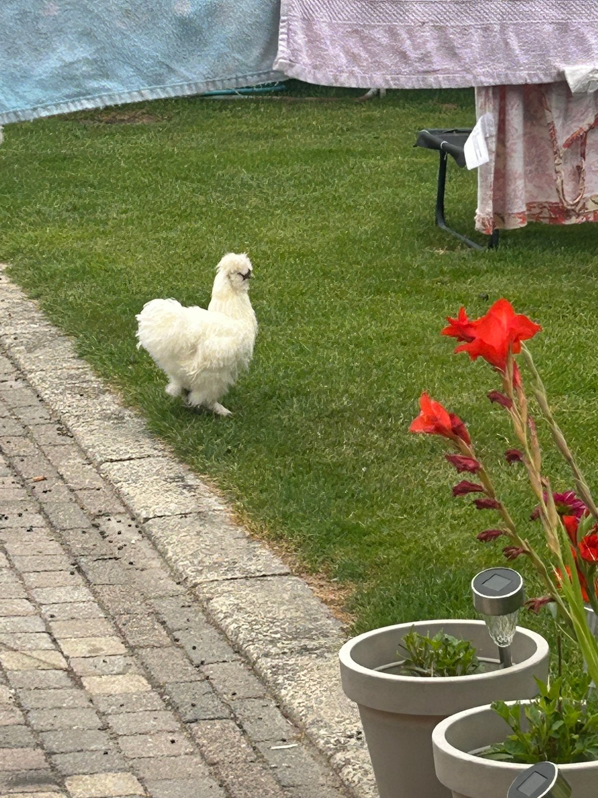 2 zijdehoenen, Dieren en Toebehoren