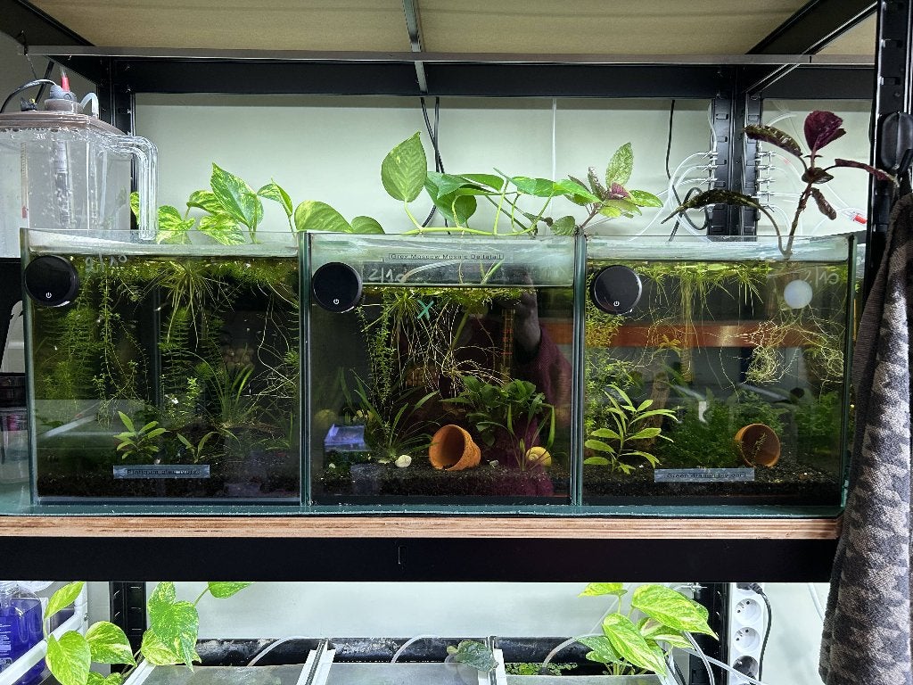 Verschillende kweekaquariums, Animaux & Accessoires, Enlèvement, Chauffage, Utilisé, Aquarium vide