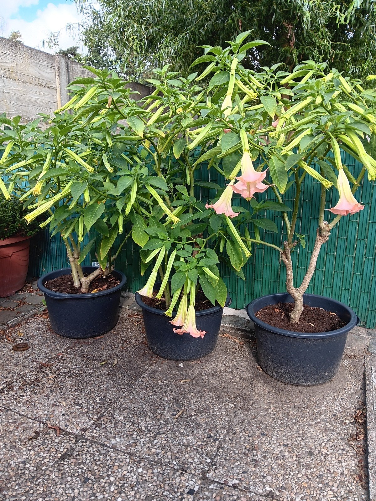 brugmansia ( trompetbloem ), Ophalen