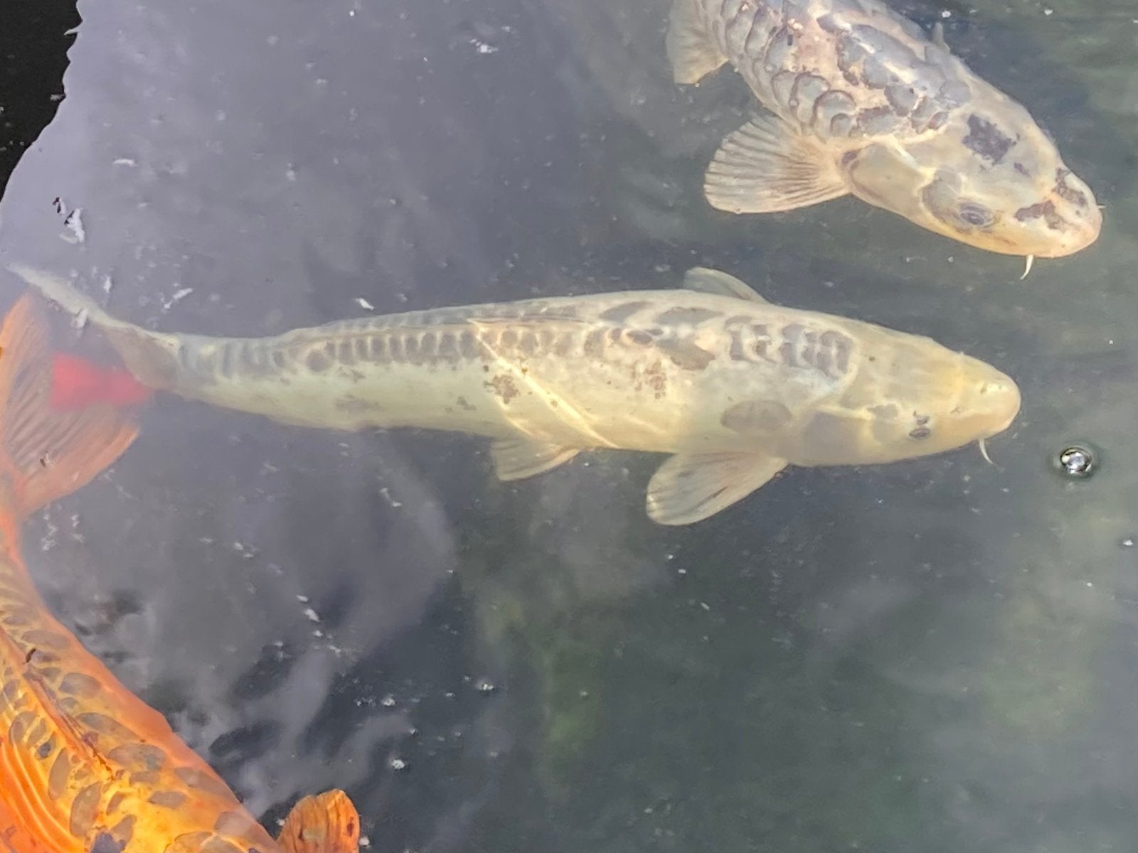Drie koi’s, Dieren en Toebehoren, Vissen | Vijvervissen, Karper of Koi