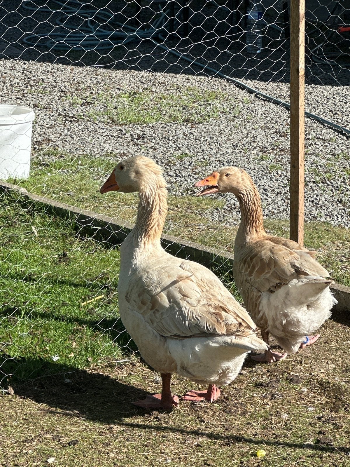 Amerikaanse Buff ganzen, Dieren en Toebehoren, Meerdere dieren, Gans of Zwaan