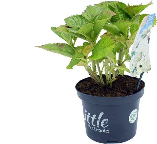 7 boerenhortensia wit, Jardin & Terrasse, Enlèvement
