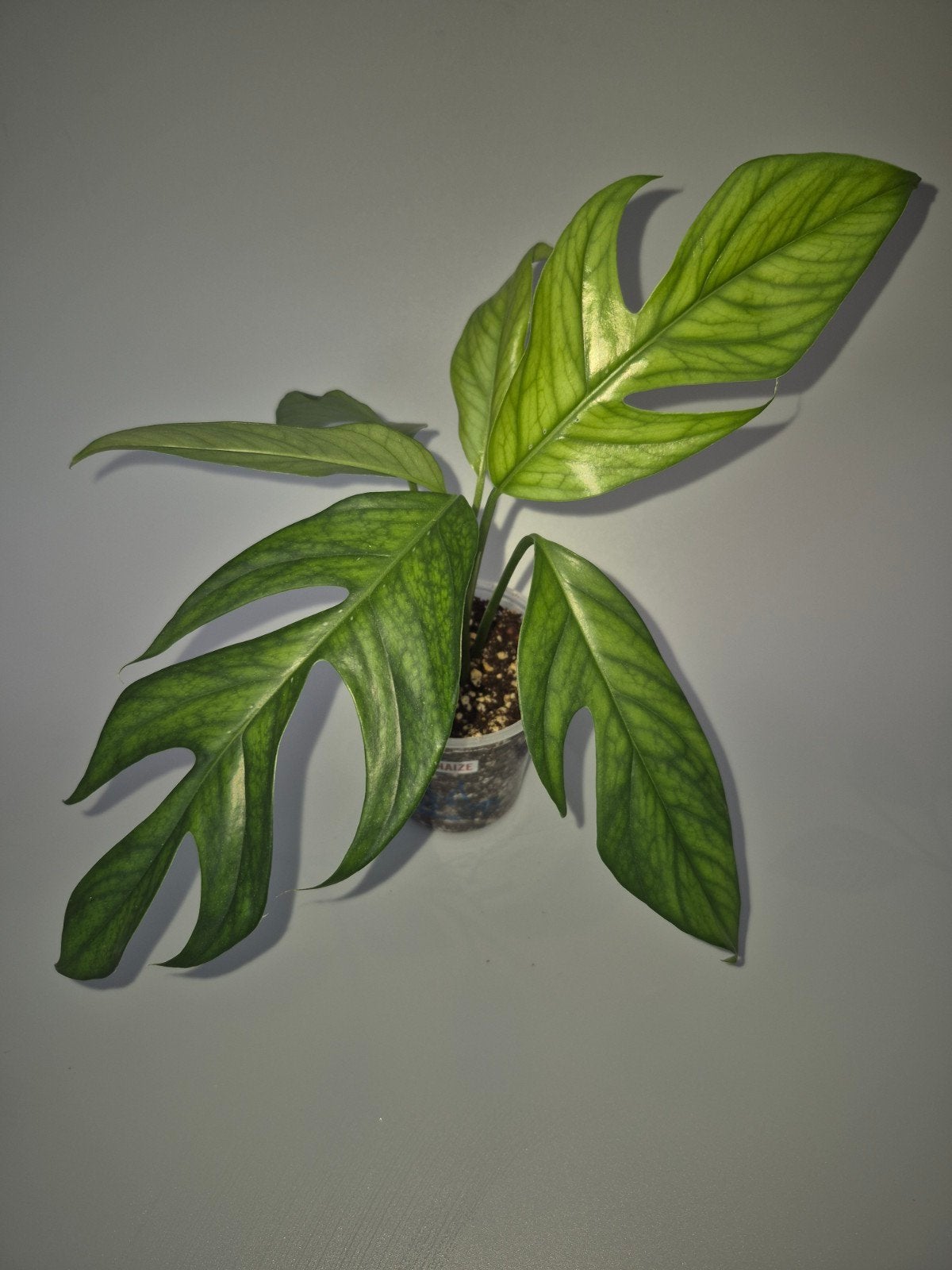 Epipremnum pinnatum, Huis en Inrichting, Kamerplanten, Ophalen of Verzenden