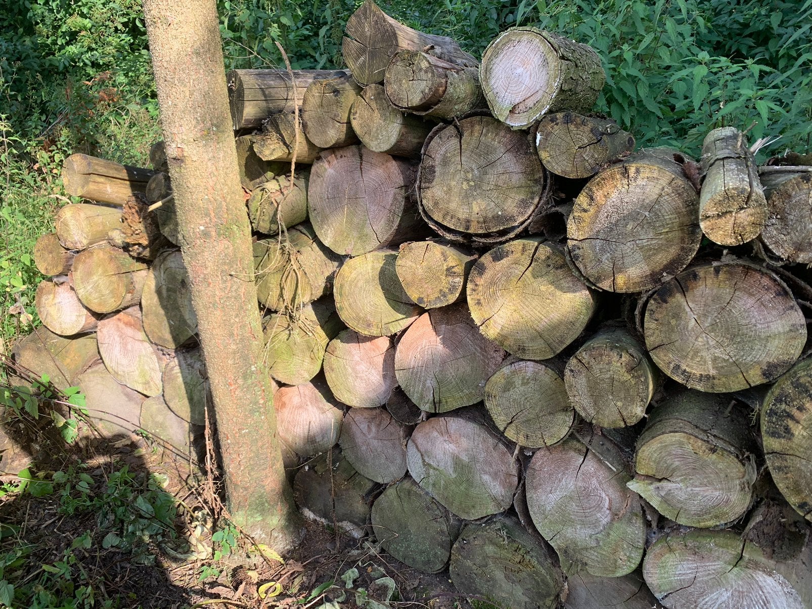 À vendre  bois, 6 m³ ou plus, Enlèvement, Autres essences de bois, Troncs d'arbres