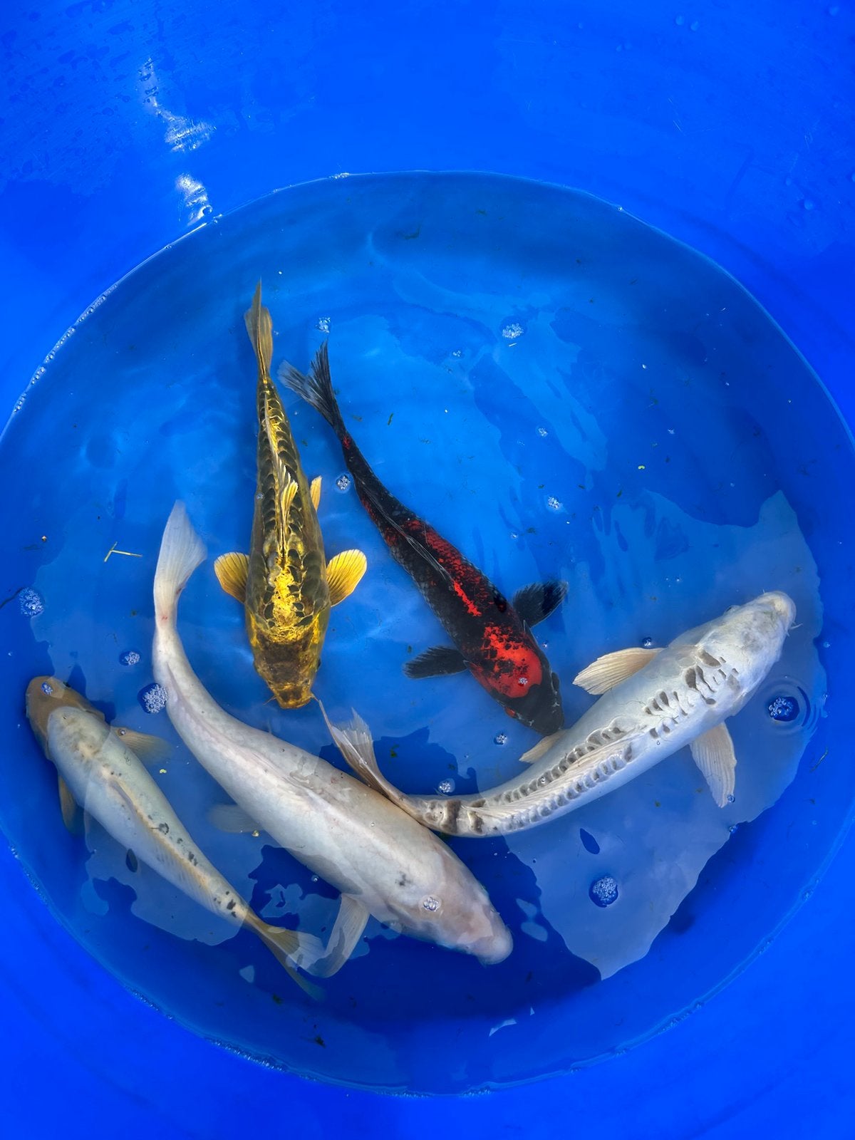 Koi, Dieren en Toebehoren