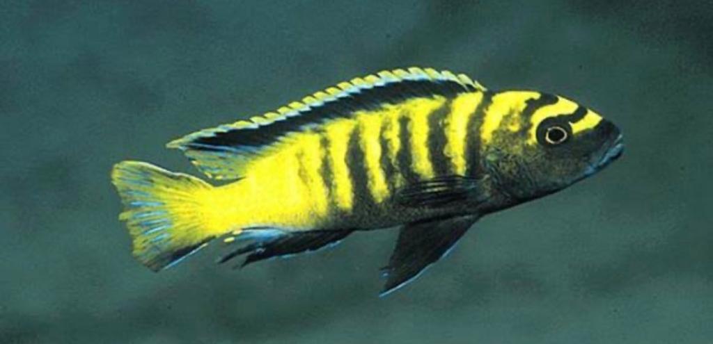 Malawische cichliden
