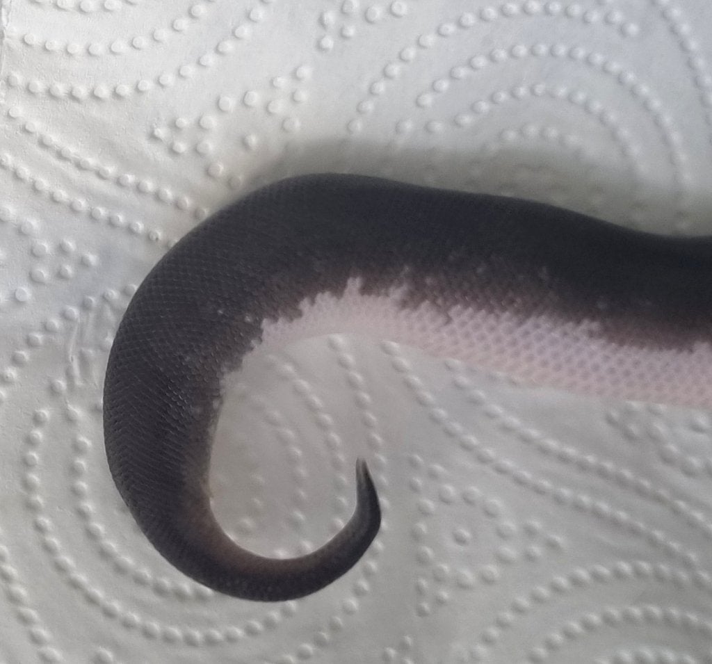 1.0 8 ball ( gravel spotnose clown ) koningspython Ball Python photo 2
