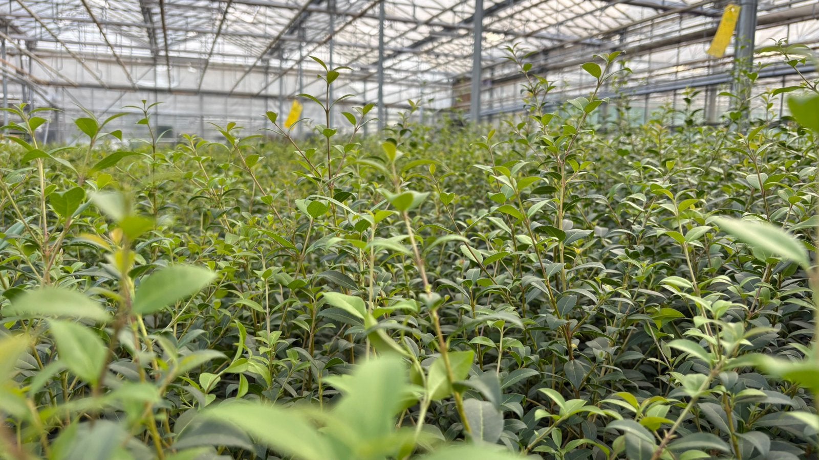 Schijnhulst Osmanthus ‘burkwoodii’ in diverse maten!, Enlèvement ou Envoi