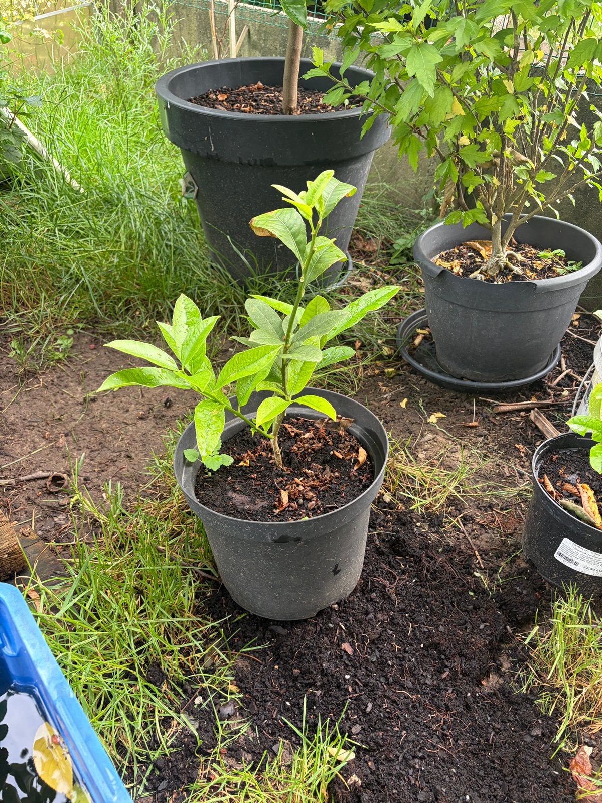 Plant de Citronnier Main de Boudha, Enlèvement