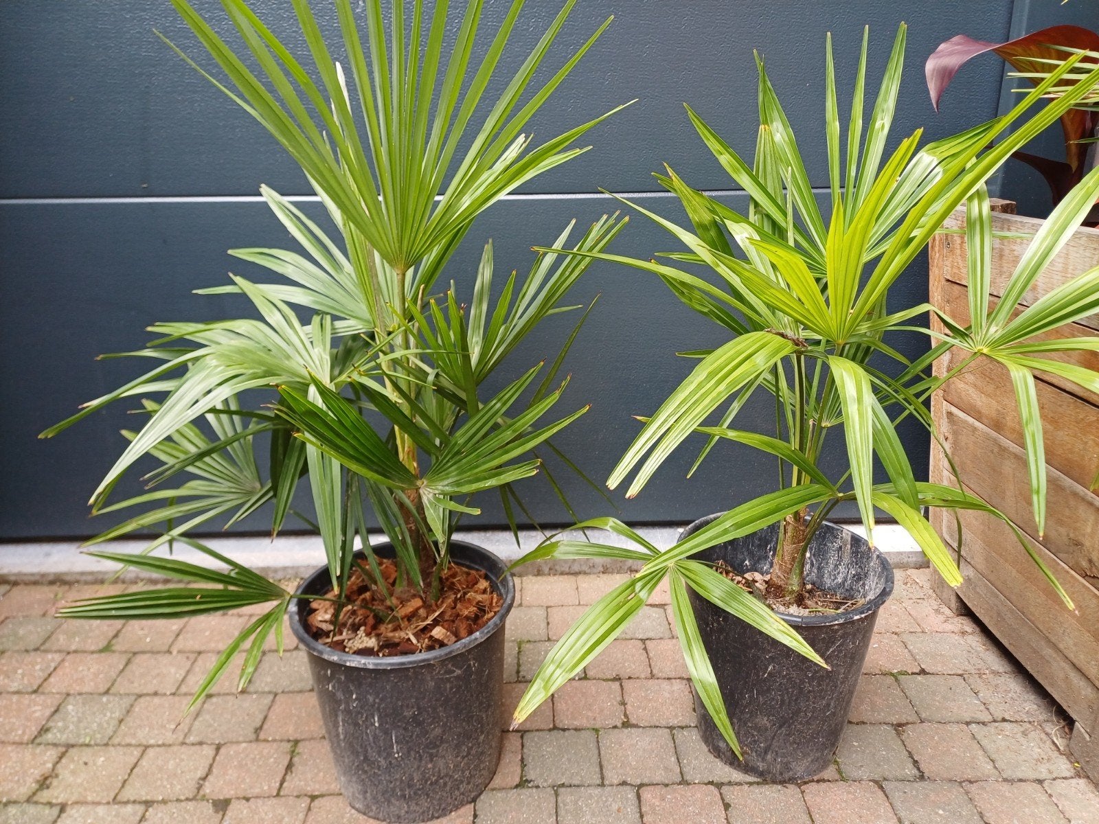 Chinese waaierpalm, Tuin en Terras, Ophalen