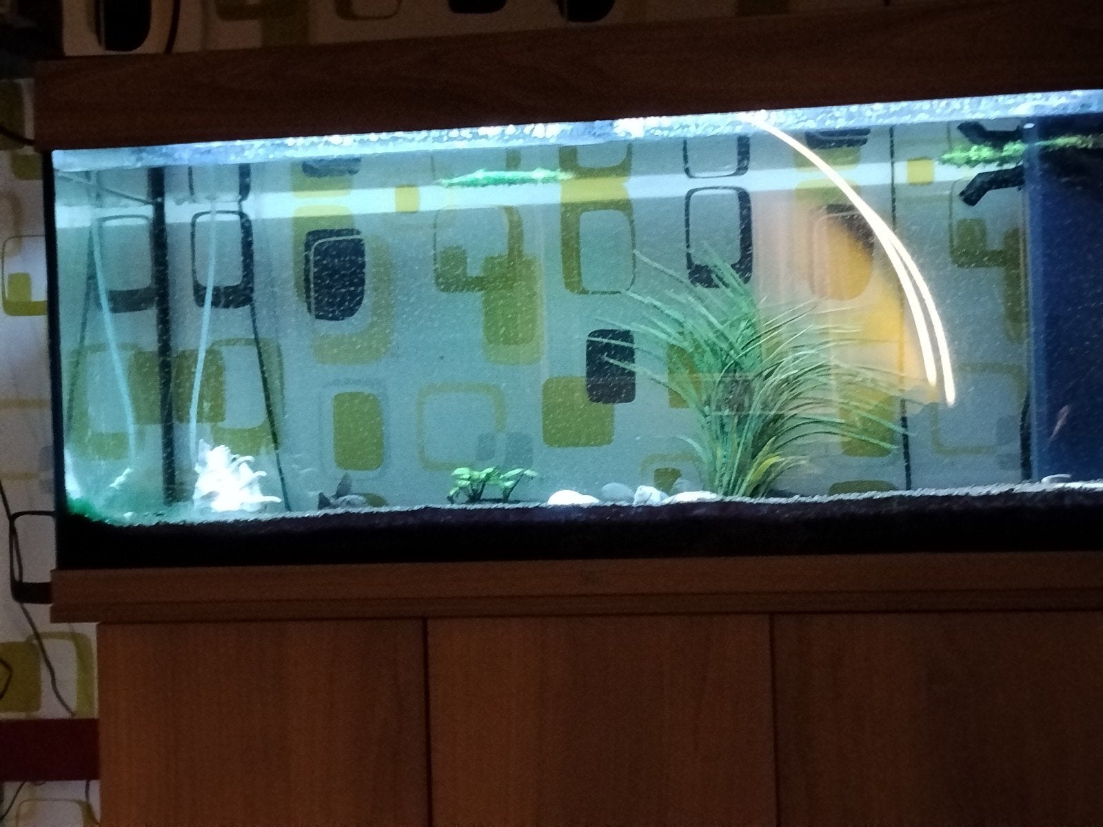 Aqarium 120 liter, Dieren en Toebehoren, Ophalen