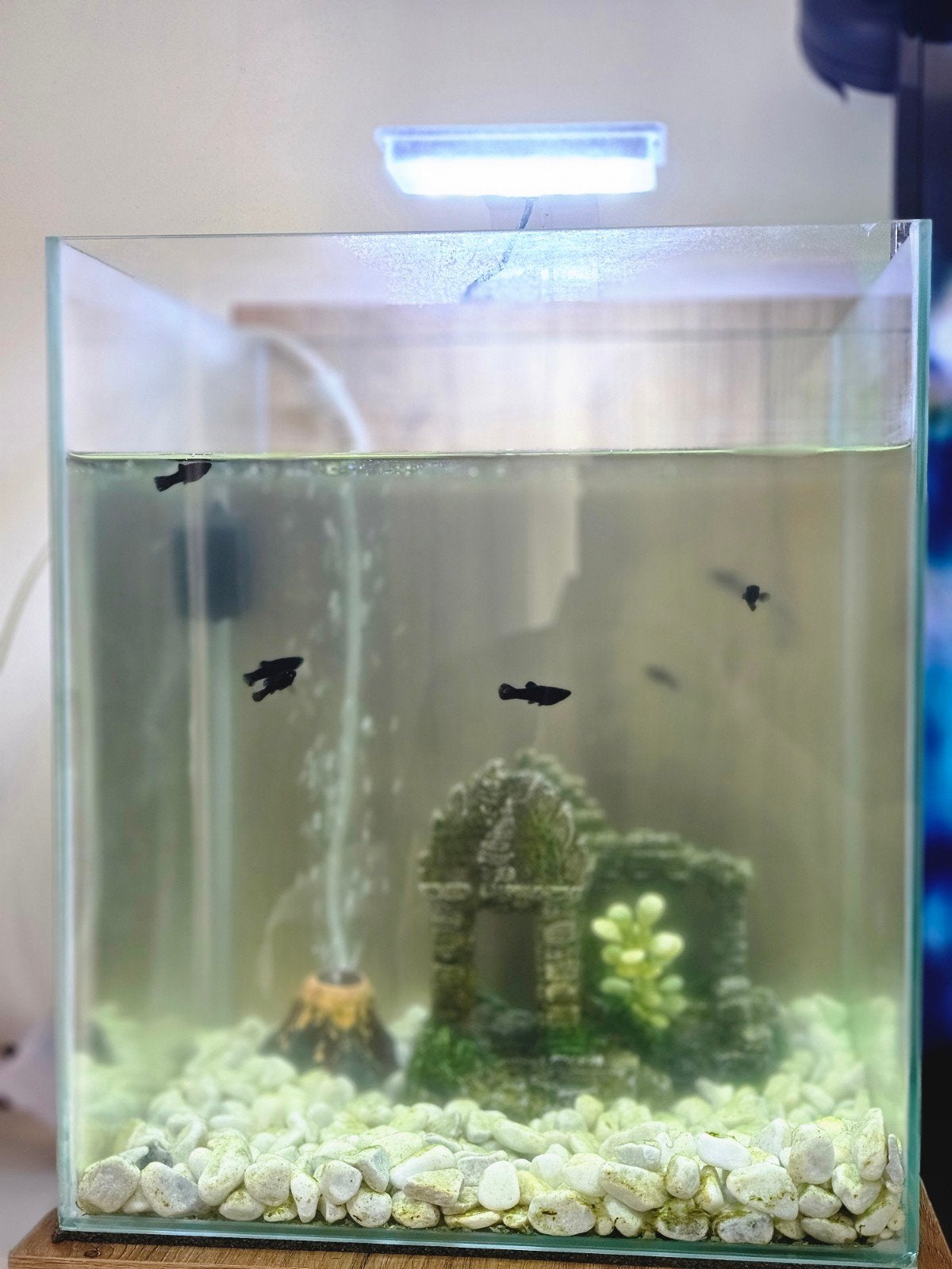 aquarium 30l, Ophalen
