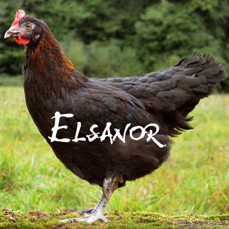 Lot poules Marans NC pures races 6 mois, Femelle, Poule ou poulet