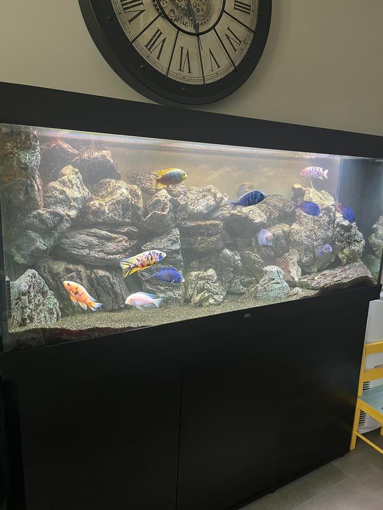 Aquarium Juwel 450 rio met meubel, Dieren en Toebehoren, Ophalen, Pomp, Zo goed als nieuw, Juwel