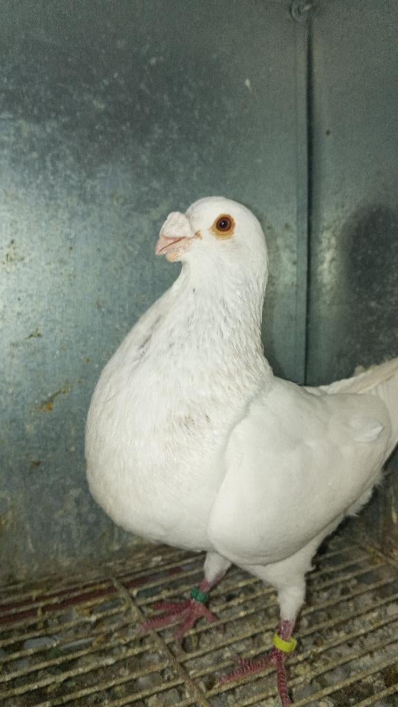 Gorguro kroppers geringd van jaar 2025, Dieren en Toebehoren, Vogels | Duiven, Meerdere dieren, Kropper