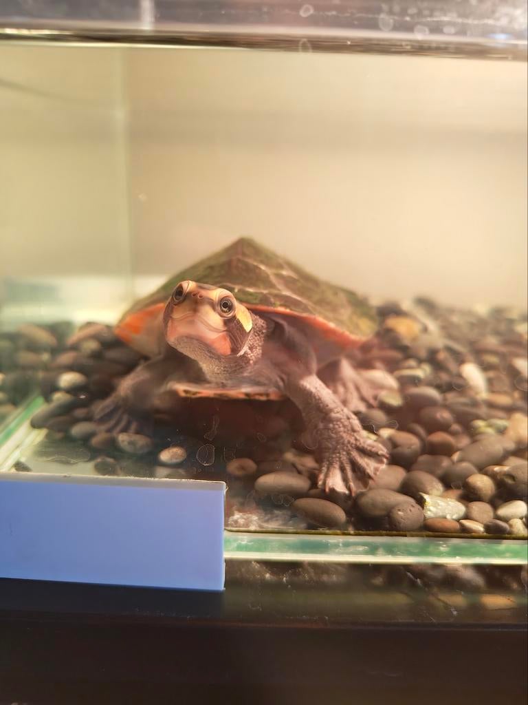 Gratis waterschildpad (Roodbuikspitskopschildpad), Dieren en Toebehoren