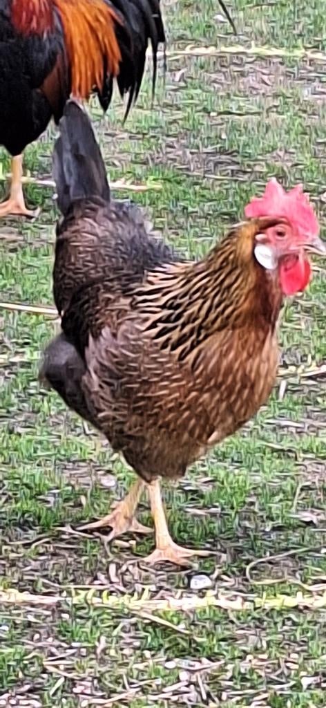 leghorn goudpatrijs, Dieren en Toebehoren, Pluimvee, Meerdere dieren, Kip