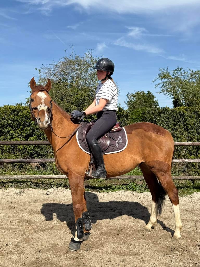 Lieve 9 jarige ruin, Dieren en Toebehoren, Paarden, Met stamboom, Ruin, M, 7 tot 10 jaar