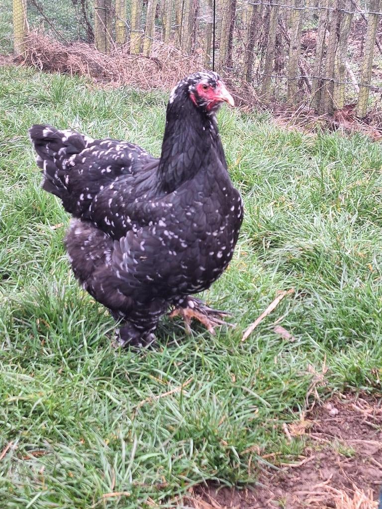 Brahma zwart wit geparel broedeieren, Geslacht onbekend, Kip