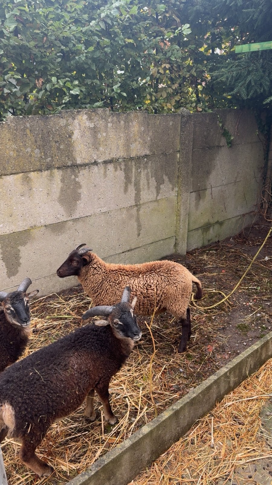 Lamsvlees, Vrouwelijk, Schaap, 0 tot 2 jaar