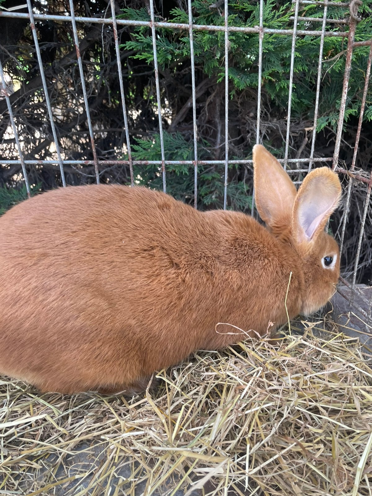 Vaal van Bourgondië ram te koop, Animaux & Accessoires, Lapins, Mâle, Taille moyenne, 0 à 2 ans