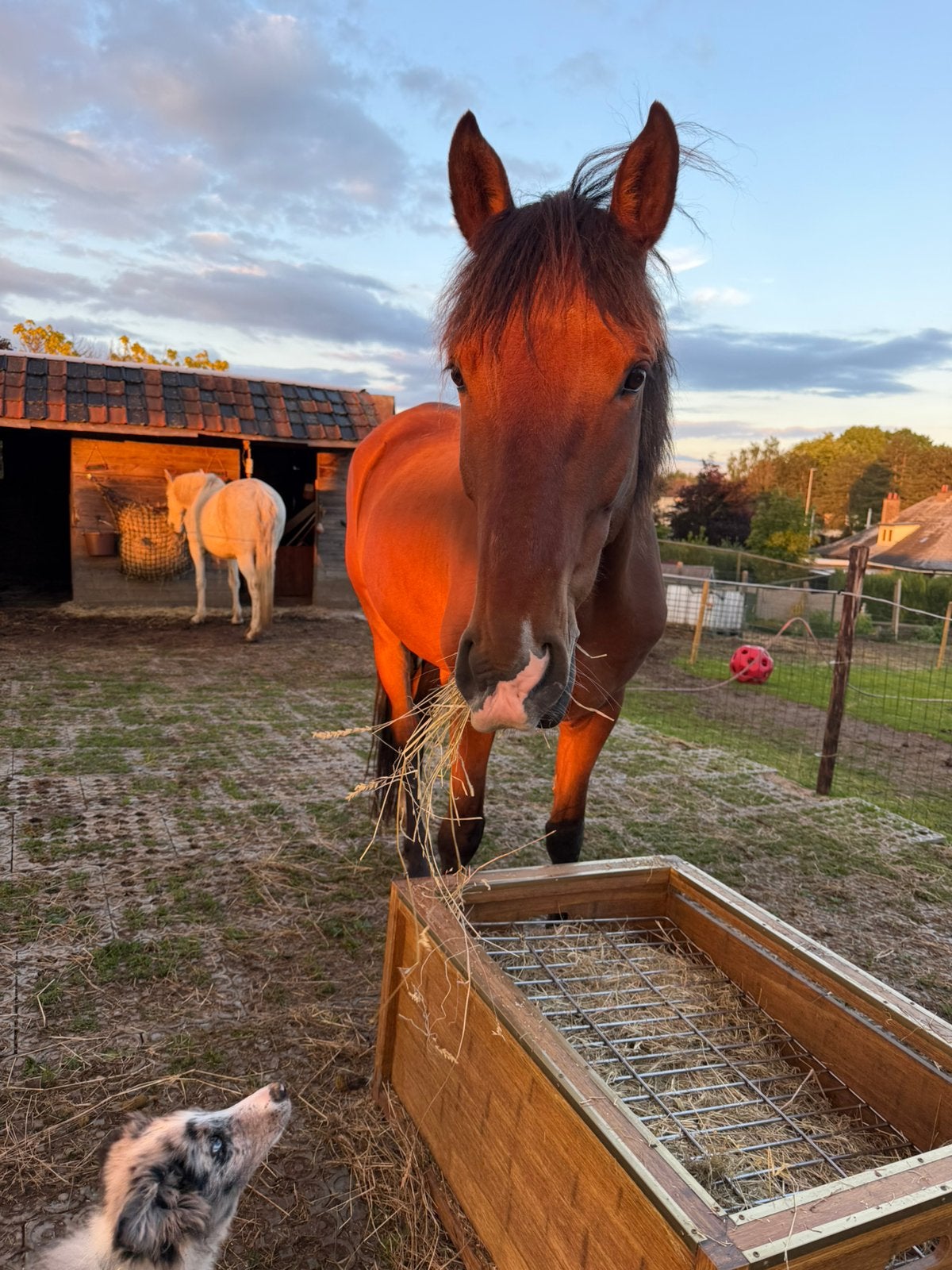 5 jarige ruin te koop, Animaux & Accessoires, Hongre, Débourré