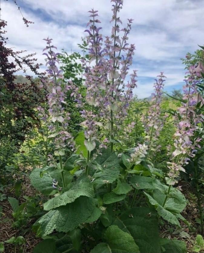 Salvia sclarea, muskaatsalie, scharlei, pot 3 liter, Ophalen, Zomer, Vaste plant, Volle zon