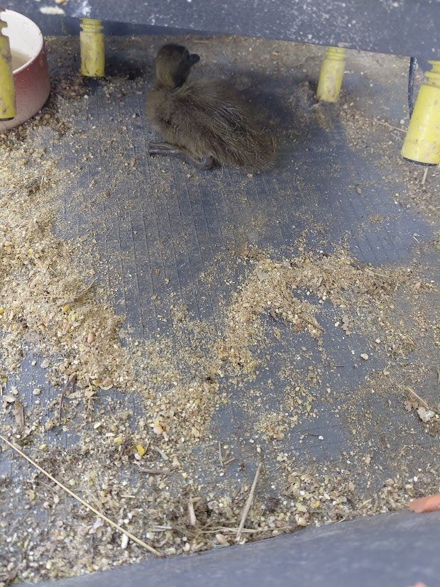 Kruising van loopeend en khaki cambell kuikens, Meerdere dieren, Eend