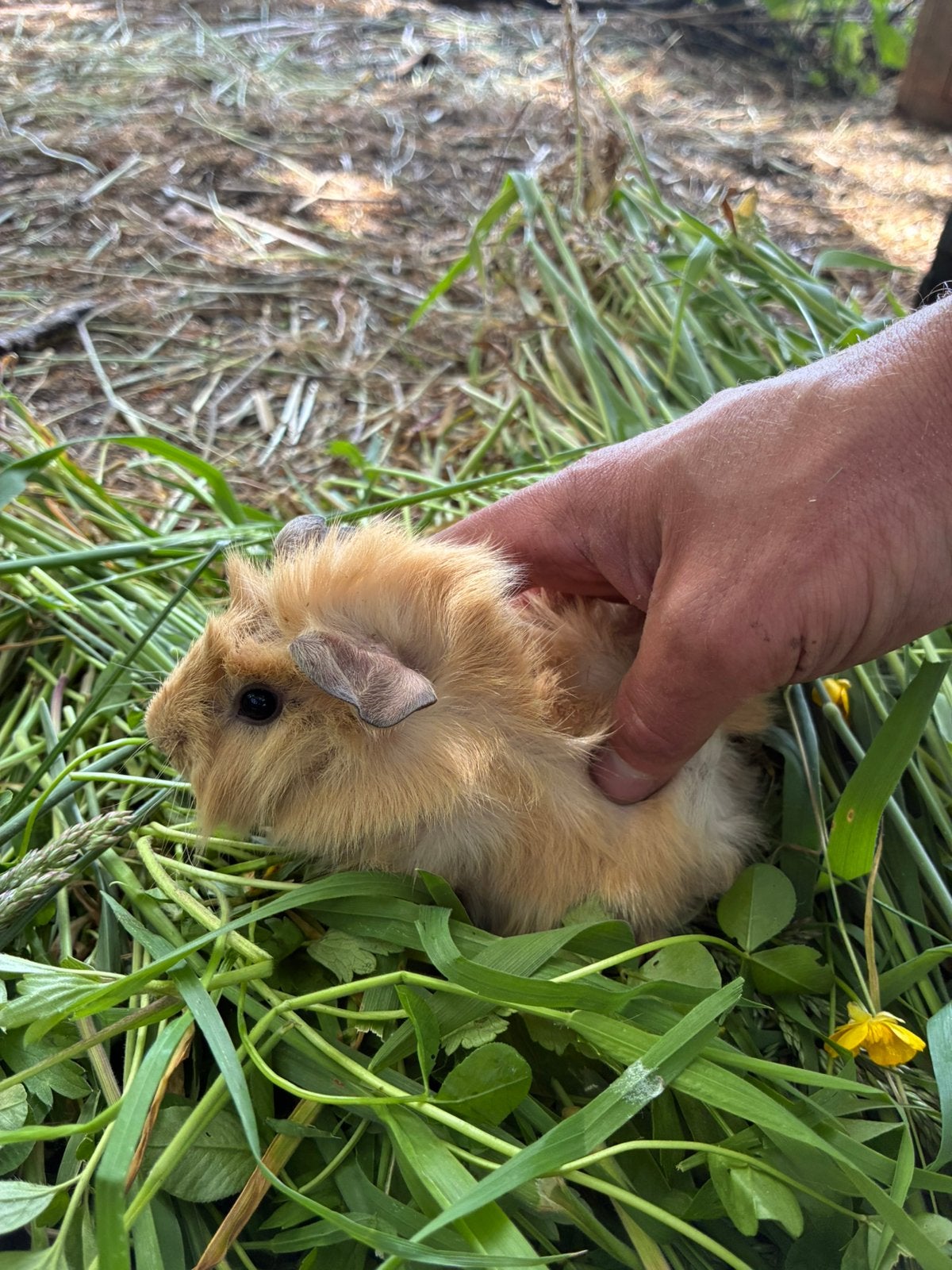 Cavia’s, Dieren en Toebehoren, Knaagdieren, Cavia, Mei, Meerdere dieren, Tam