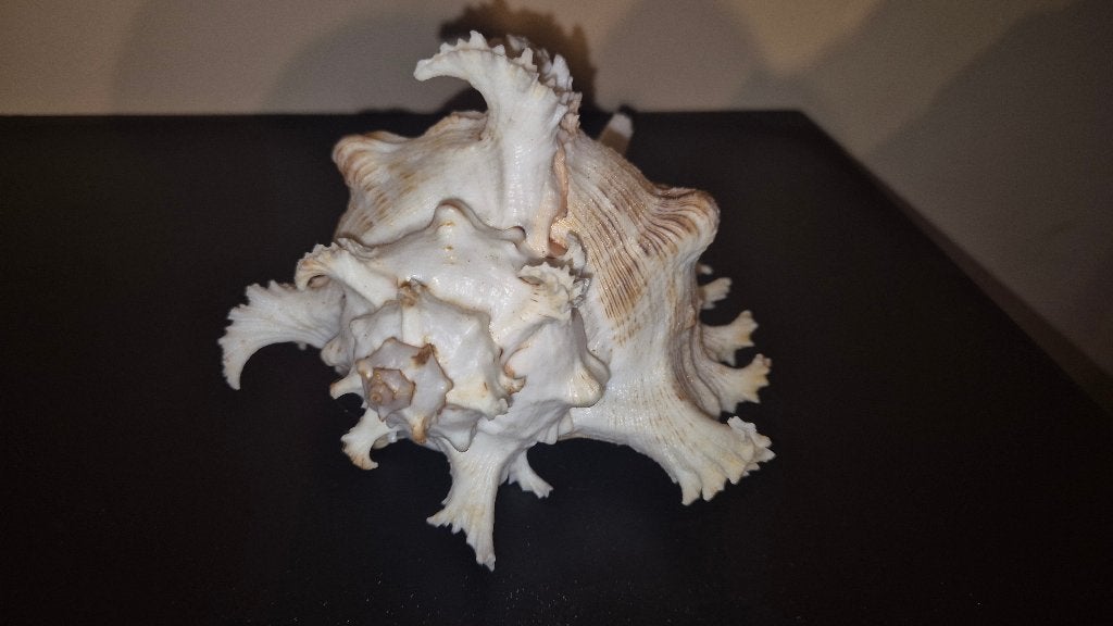 Chicoreus ramosus 187mm in topconditie. Schelp, Ophalen of Verzenden, Nieuw, Overige soorten, Overige typen
