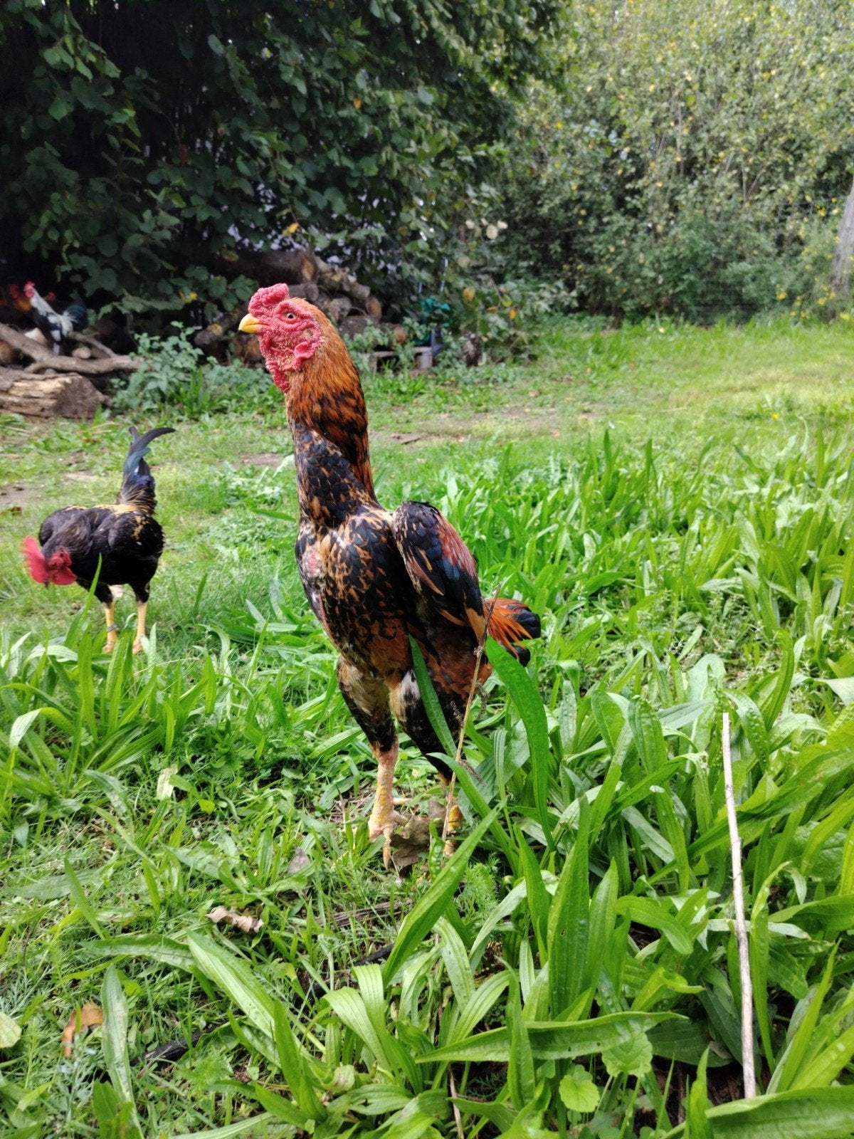 Ko Shamo koppel, Dieren en Toebehoren