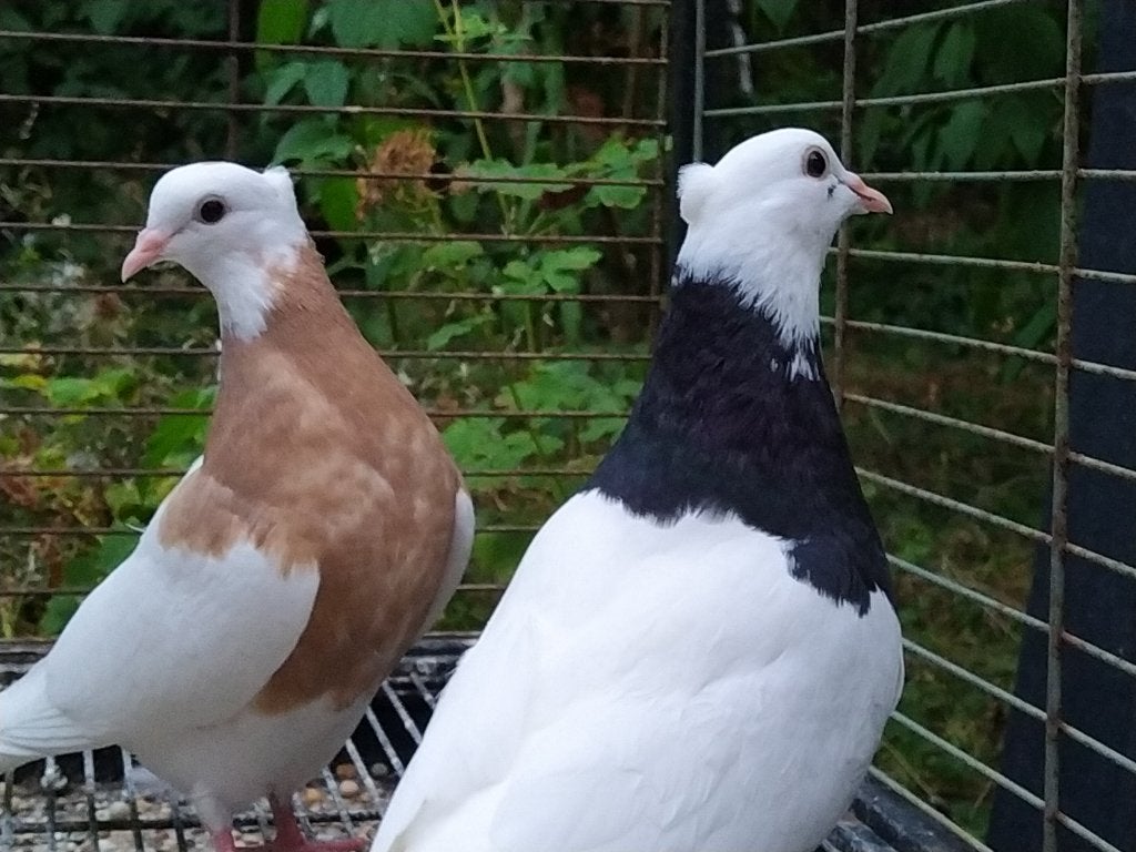 Deux jeunes pigeons iraniens (Toghi Soroor), Animaux & Accessoires, Oiseaux | Pigeons