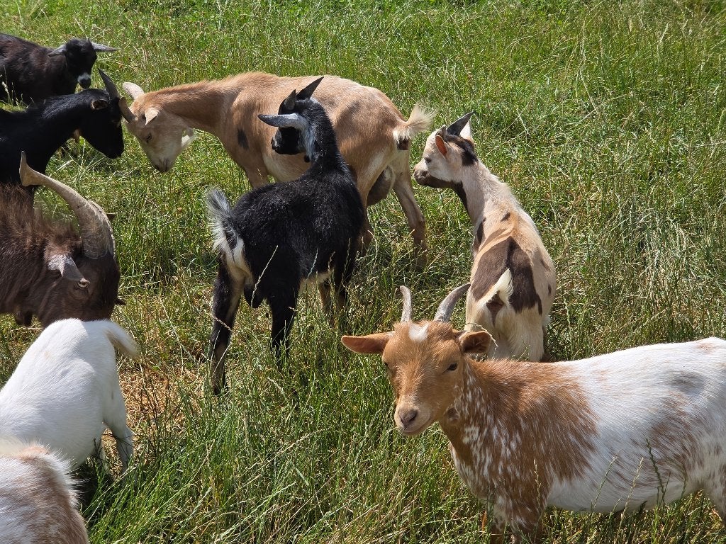 Dwerggeitjes, Dieren en Toebehoren
