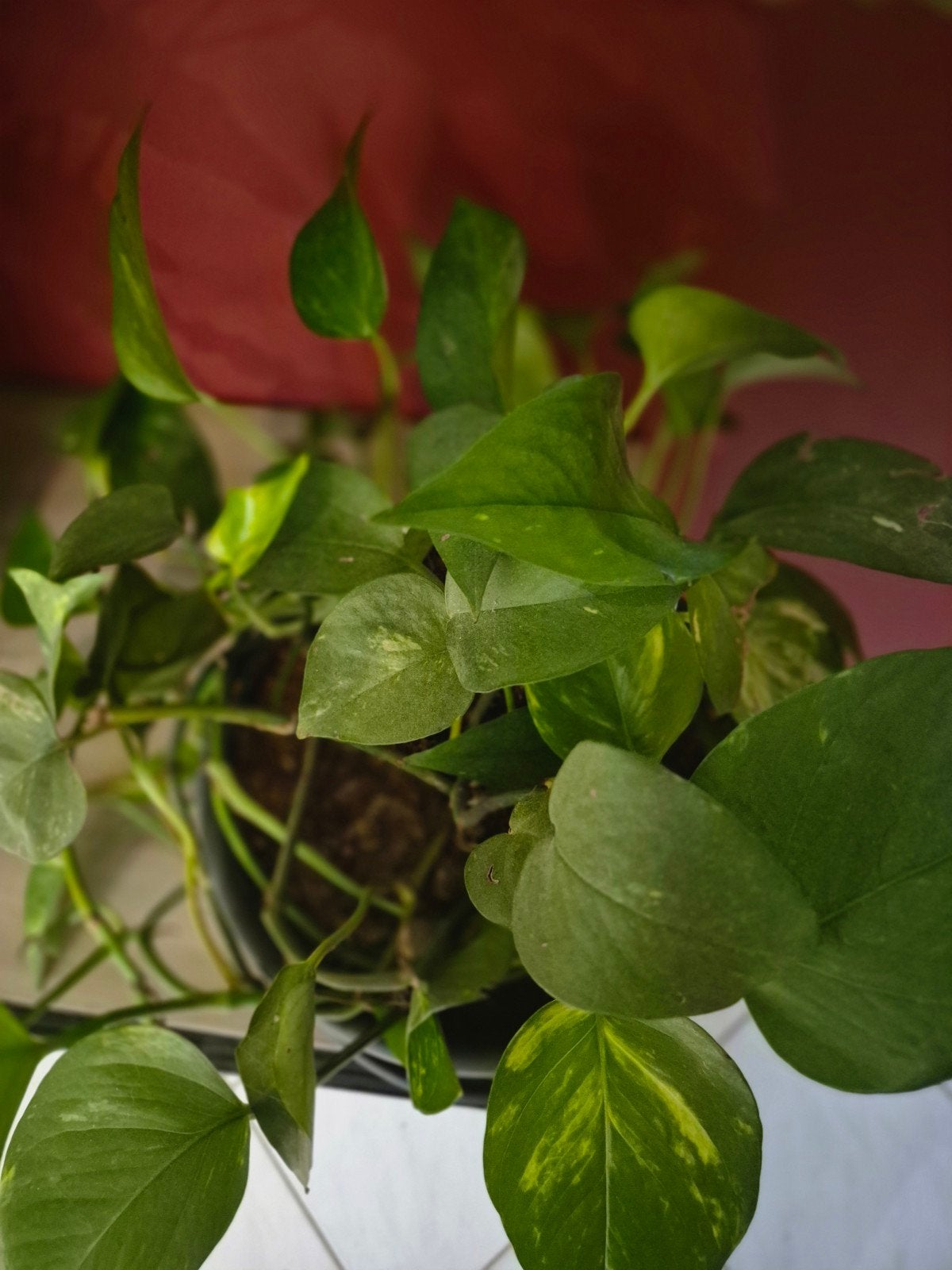 Drakenklimop (Pothos) te koop met pot, Enlèvement